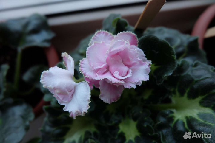 Сортовые фиалки