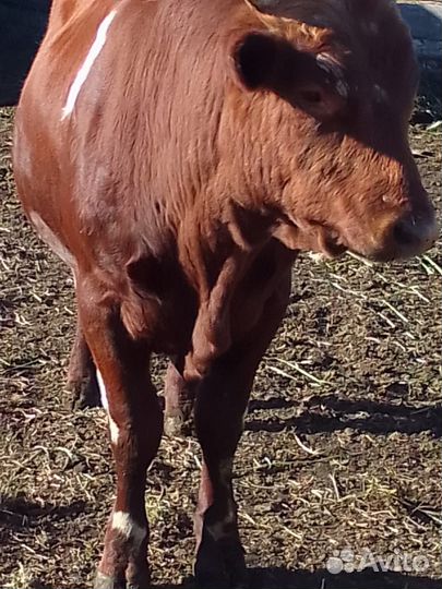 Быки на мясо или живым весом