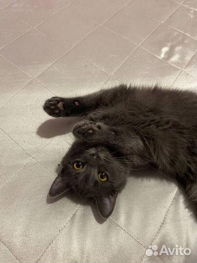 Кошечка Ева