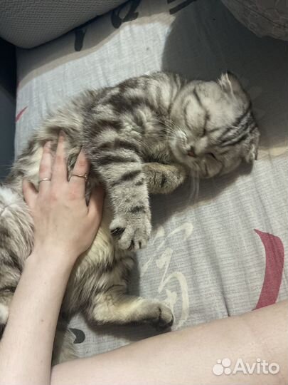 Кошки в добрые руки
