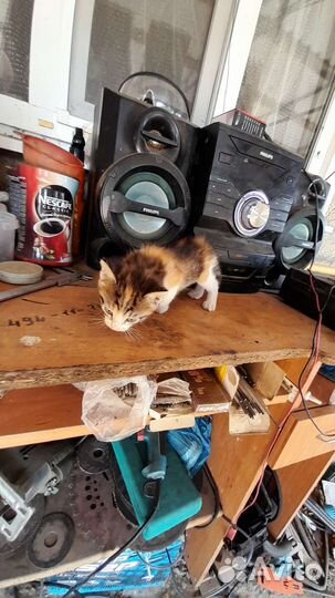 Отдам кошечку бесплатно в добрые руки