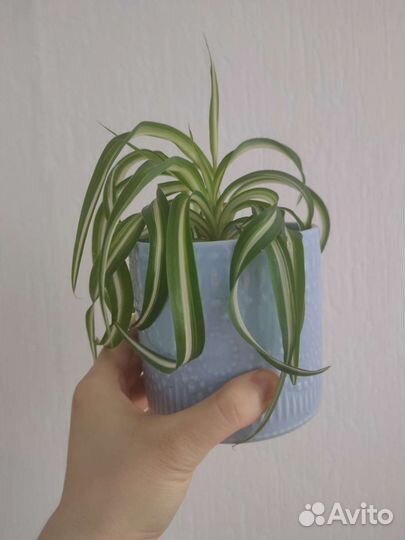 Хлорофитум