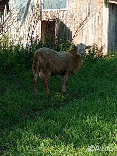 Катумские бараны