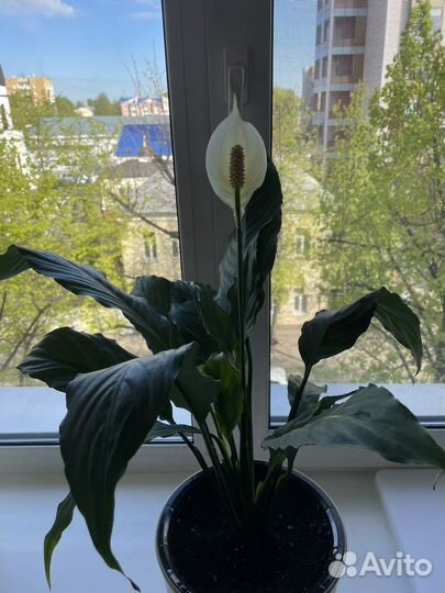 Спатифиллум женское счастье
