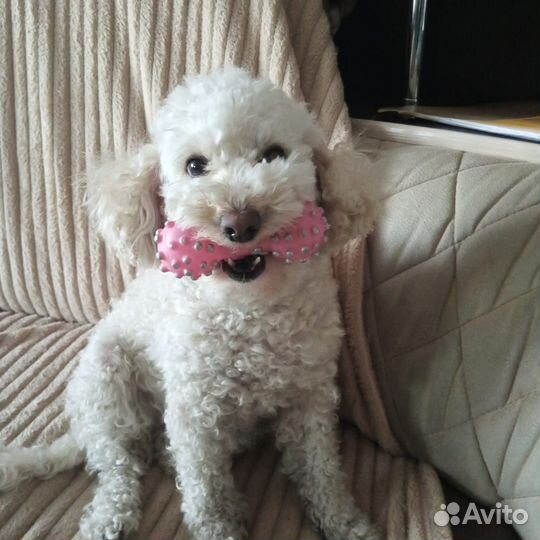 Продажа щенков пуделя