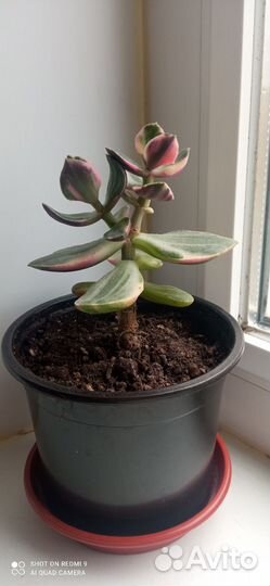 Толстянка сортовая