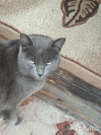 Кошка в дар