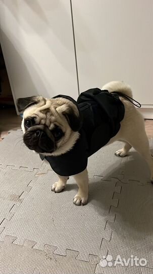 Дождевик для маленьких собак