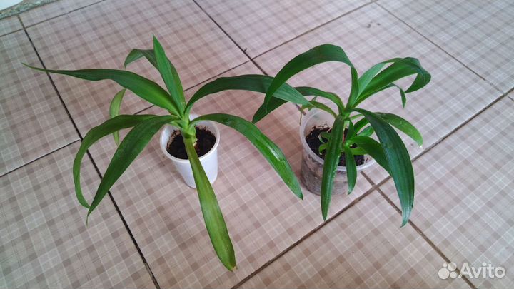 Хойя разные сорта