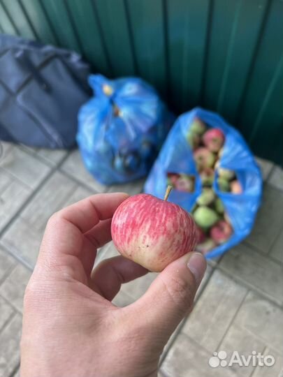 Яблоки, вкусные спелые, садовые