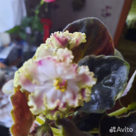 Сортовые фиалки цветущие