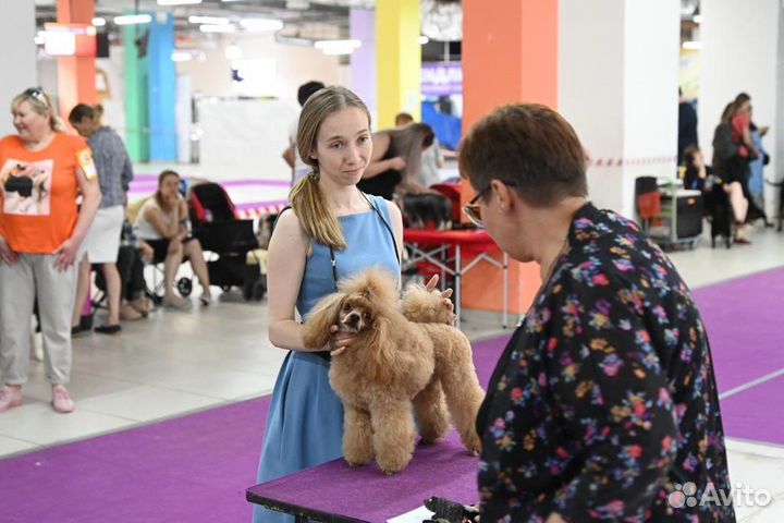 Вязка кобель красный той-пудель