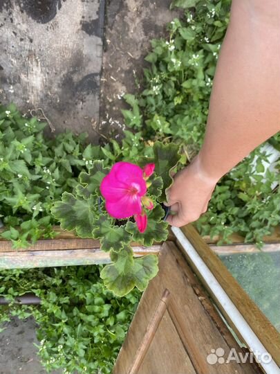 Пеларгония герань