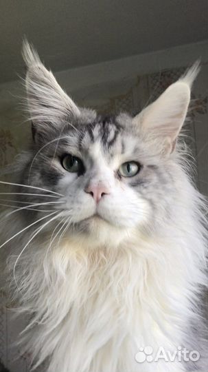 Мейн-кун котята