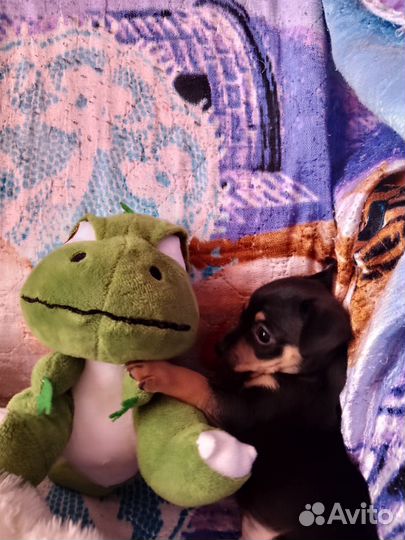 Той-терьер щенки