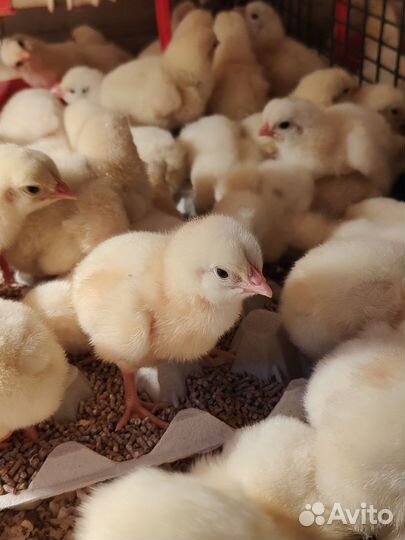 Продажа живой птицы