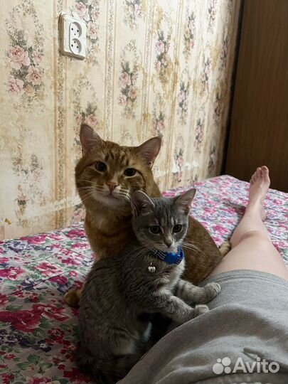 Кот