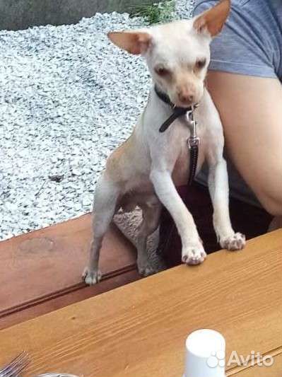 Вязка той-терьер