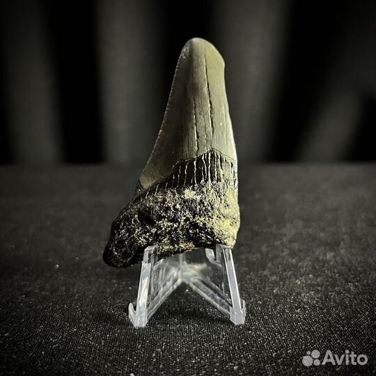 Зуб Мегалодон окаменелость ископаемый акула