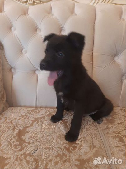 Плюша неделя до приюта