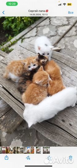 Котята