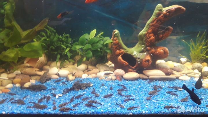 Сомики анциструсы