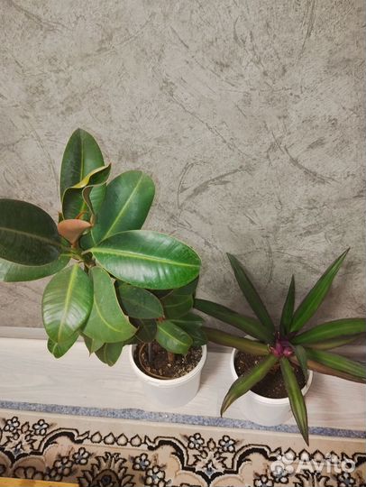 Фикус и чио рио