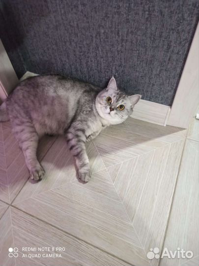 Кошка в дар бесплатно, британская