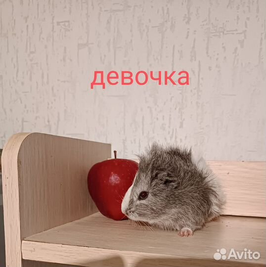 Морская свинка