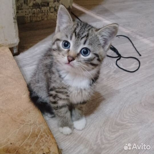 Отдам котенка в добрые руки
