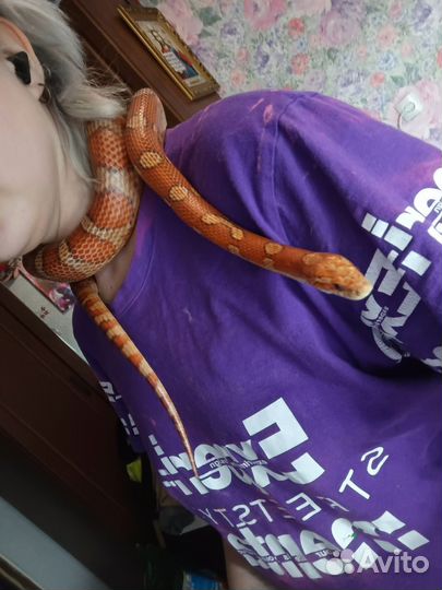 Змея маисовый полоз