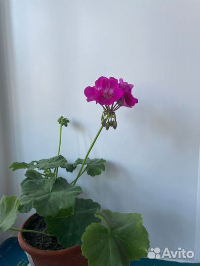 Пеларгония герань сортовая