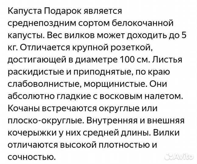 Рассада капусты