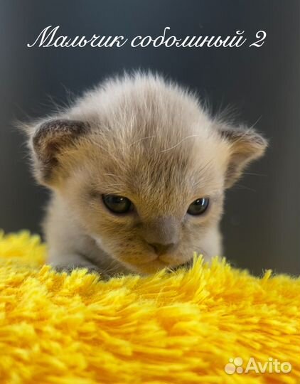 Бурманские котята