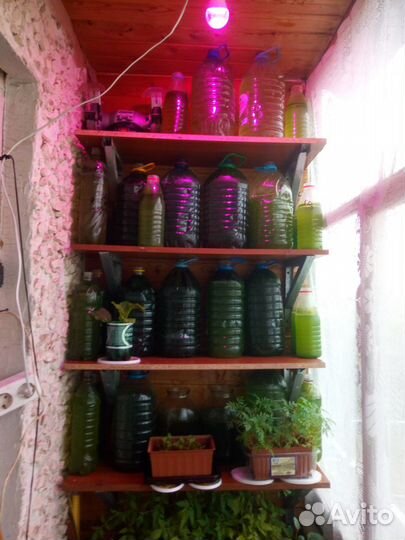 Живая хлорелла для водоемов и растений