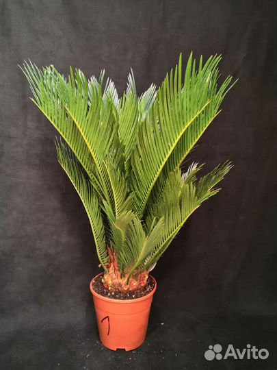 Пальма Цикас революта 14/50-58