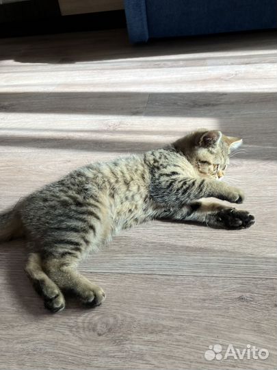 Персидский котенок