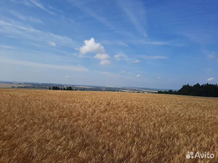 Семена озимой пшеницы Московская 39 56 элита