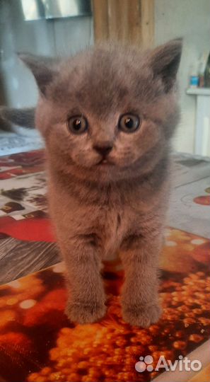 Продам шотландских котят
