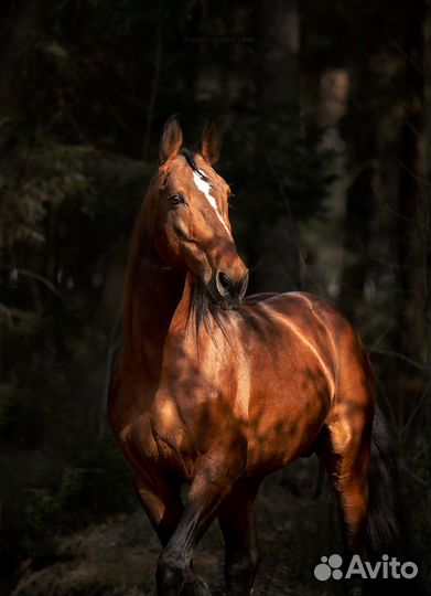 Продам рысаков