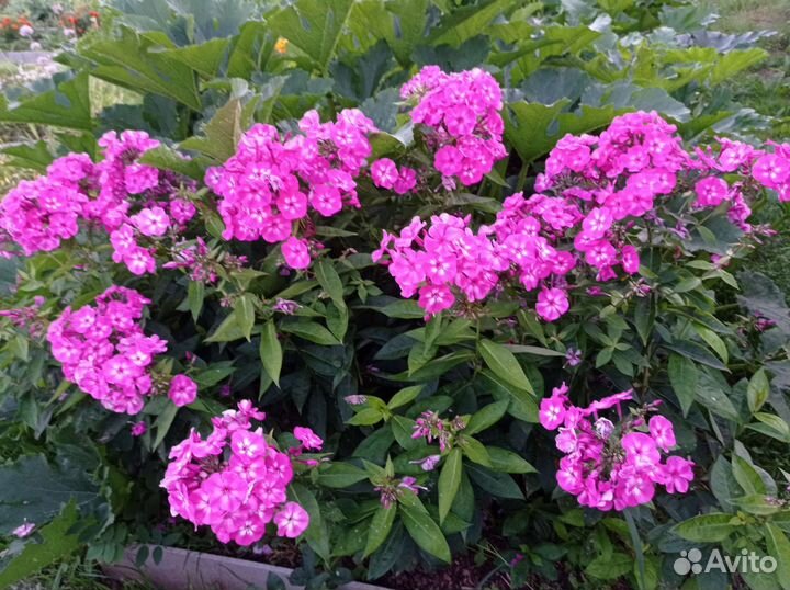 Флоксы, лилейники и астильба