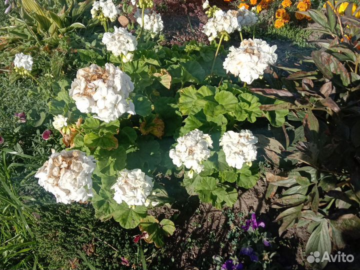 Комнатные цветы бесплатно, герань