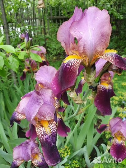 Ирис бородатый