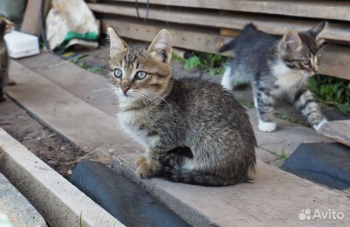 Котята в добрые руки