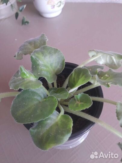 Фиалка белая, махровая в горшке