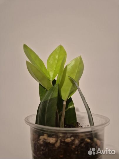 Замиокулькас замиелистный