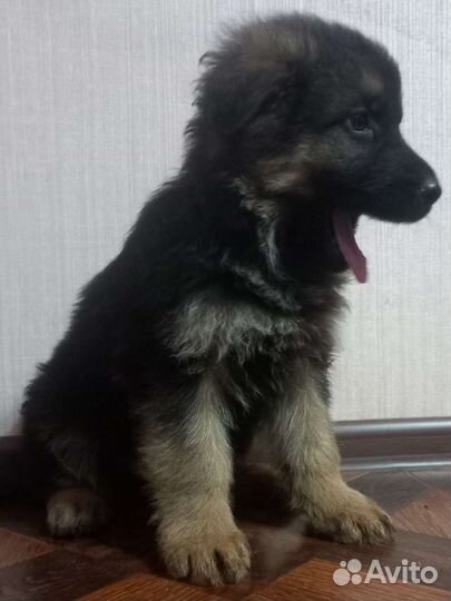 Щенки немецкой овчарки