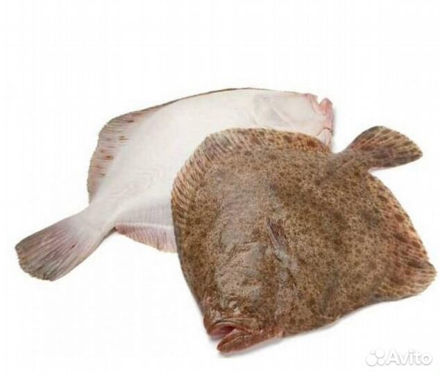 Живая рыба оптом