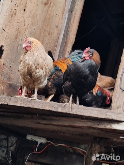 Молодые петухи