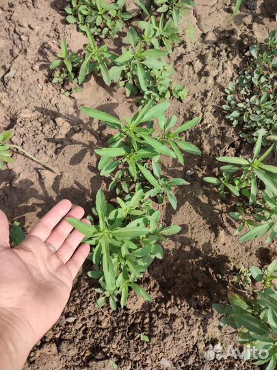 Саженцы бергамота